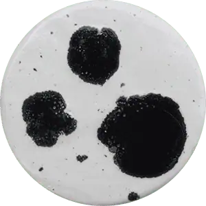 Dalmation