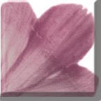 Dusky Pink