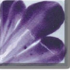 Lavendar