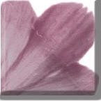Orchid